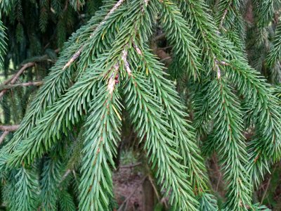 Epicéa de Chine ou Epicéa de Sargent, Picea brachytyla, Pi… 