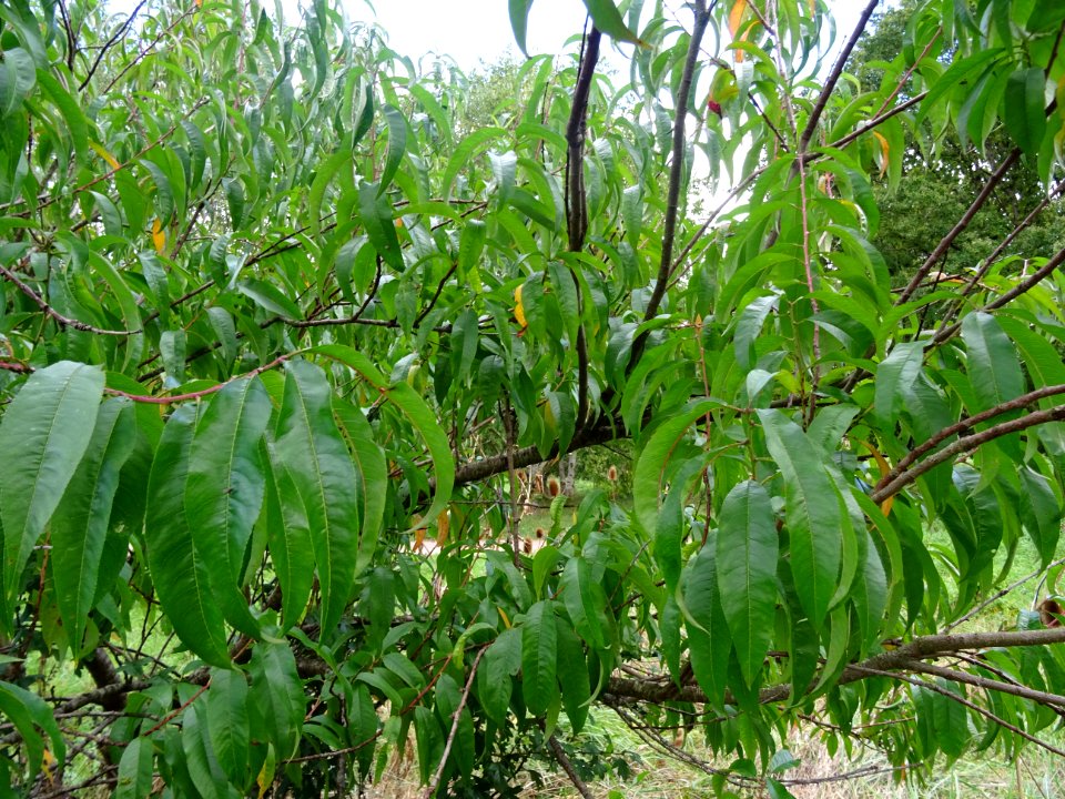 Pêcher, Prunus persica, Rosacées, Arboretum de Chèvreloup 