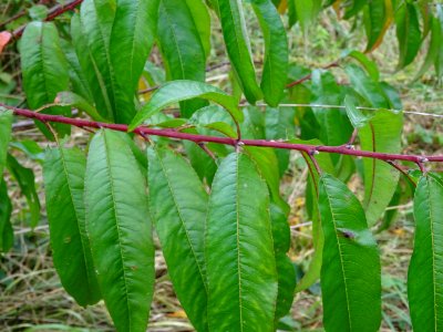 Pêcher, Prunus persica, Rosacées, Arboretum de Chèvreloup 