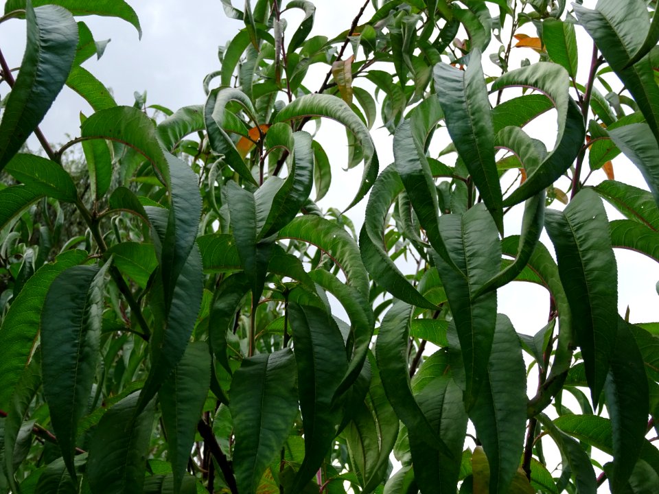 Pêcher, Prunus persica, Rosacées, Arboretum de Chèvreloup 