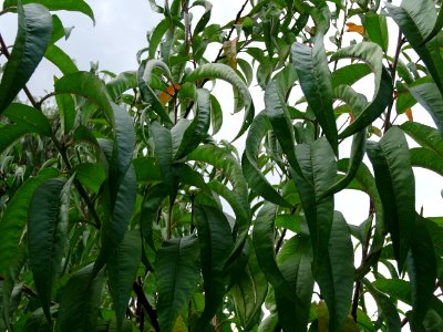 Pêcher, Prunus persica, Rosacées, Arboretum de Chèvreloup 