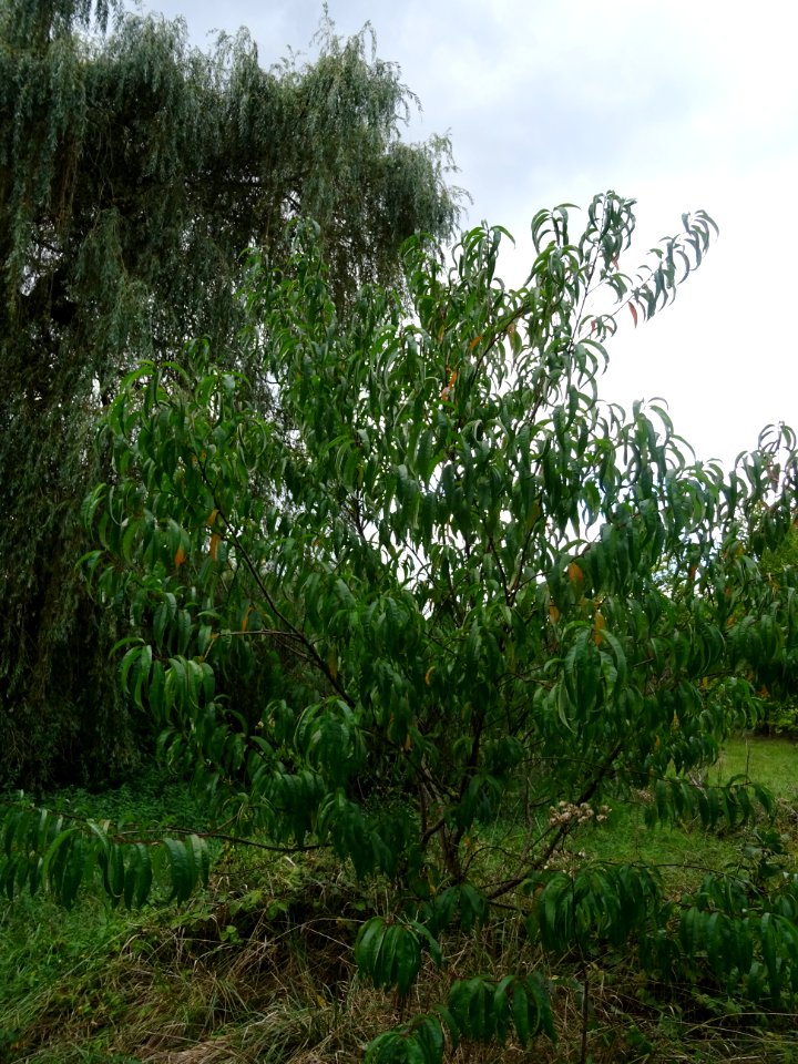 Pêcher, Prunus persica, Rosacées, Arboretum de Chèvreloup 