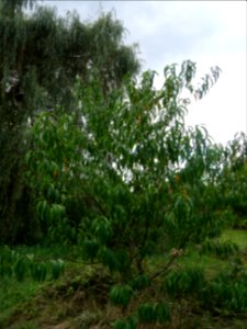 Pêcher, Prunus persica, Rosacées, Arboretum de Chèvreloup 
