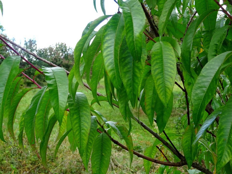 Pêcher, Prunus persica, Rosacées, Arboretum de Chèvreloup 