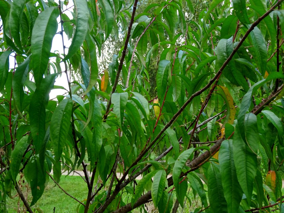 Pêcher, Prunus persica, Rosacées, Arboretum de Chèvreloup 