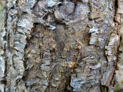 Ecorce du Pêcher, Prunus persica, Rosacées, Arboretum de C… 
