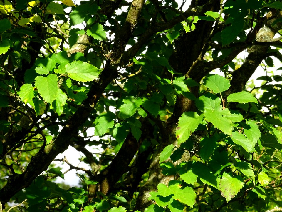 Mûrier à feuilles de platane, Morus bombycis, Moracées, Ar… 
