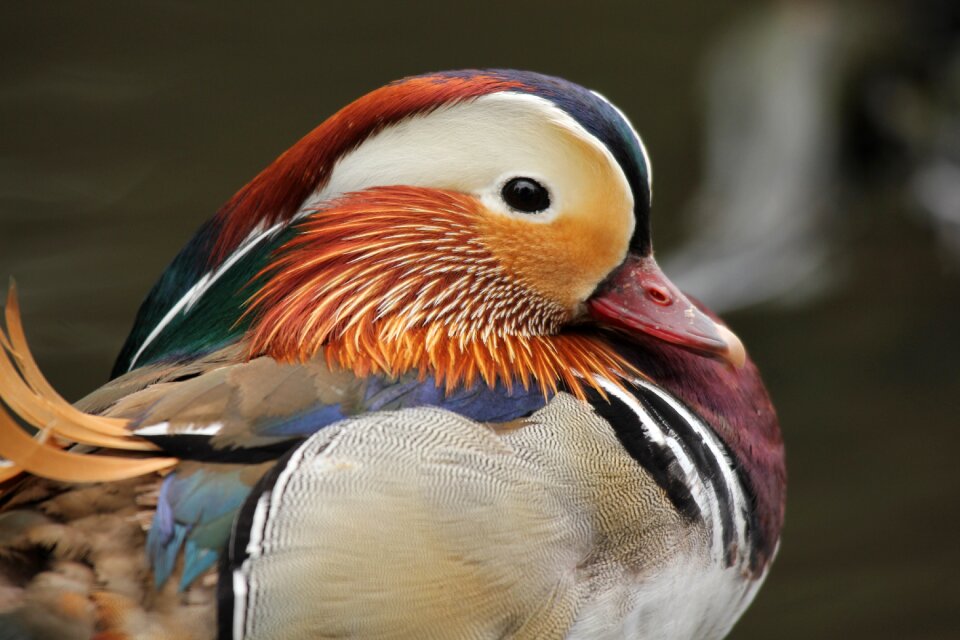 Bird feather plumage