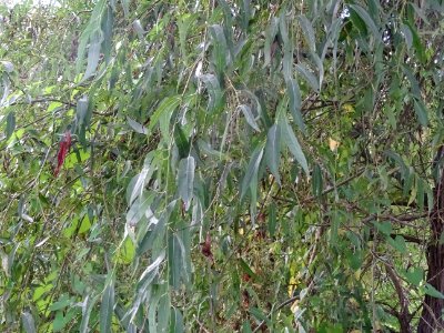 Saule pleureur, Salix babylonica, Salicacées, Arboretum de… 