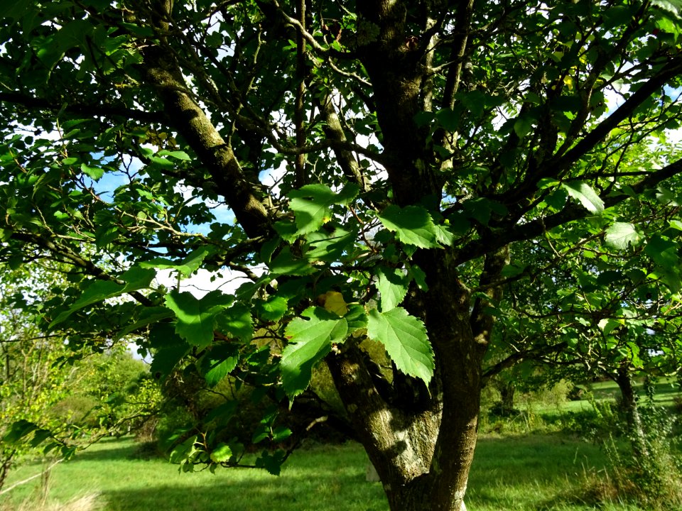 Mûrier à feuilles de platane, Morus bombycis, Moracées, Ar… 