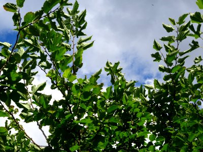 Mûrier à feuilles de platane, Morus bombycis, Moracées, Ar… 