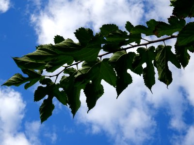 Mûrier à feuilles de platane, Morus bombycis, Moracées, Ar… 