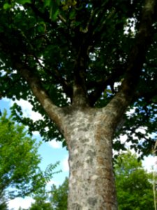 Tronc et branches du Mûrier à feuilles de platane, Morus b… 