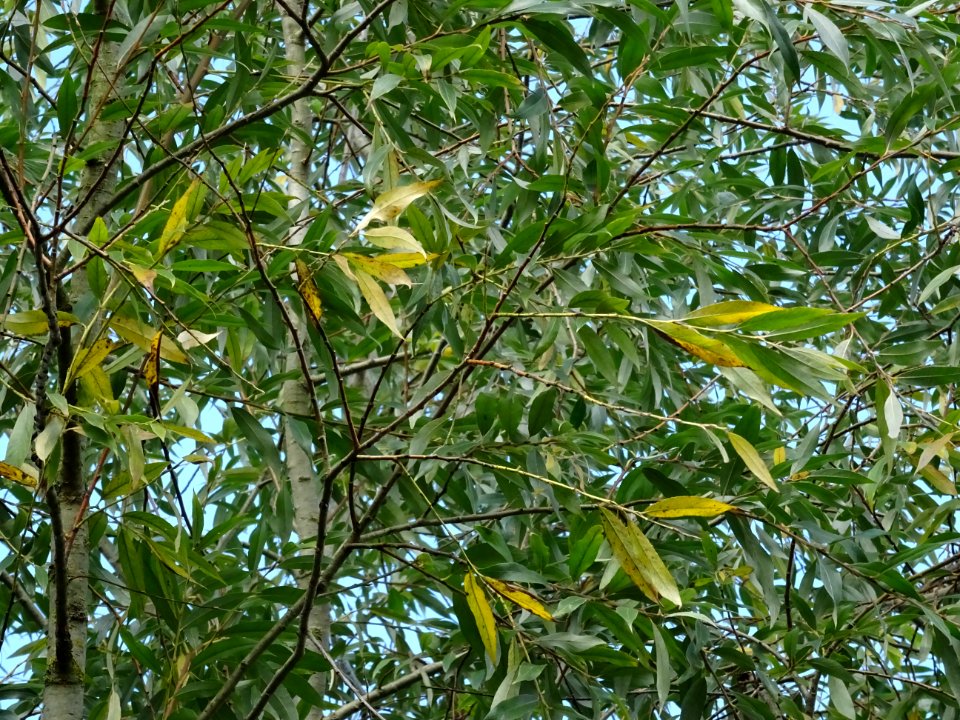Saule blanc royal, Salix alba sericea, Salicacées, Arboret… 