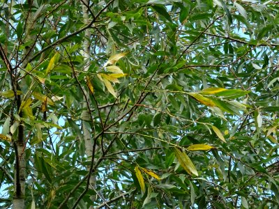 Saule blanc royal, Salix alba sericea, Salicacées, Arboret… 