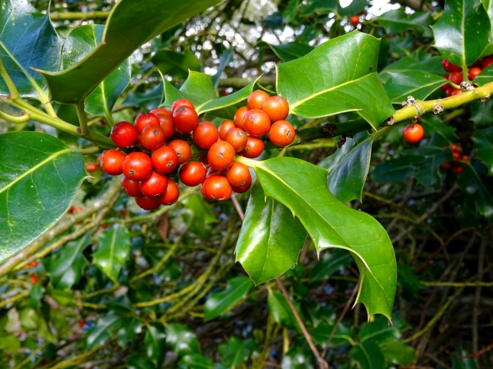 Houx, Ilex aquifolium, Aquifoliacées, Arboretum de Chèvrel… 