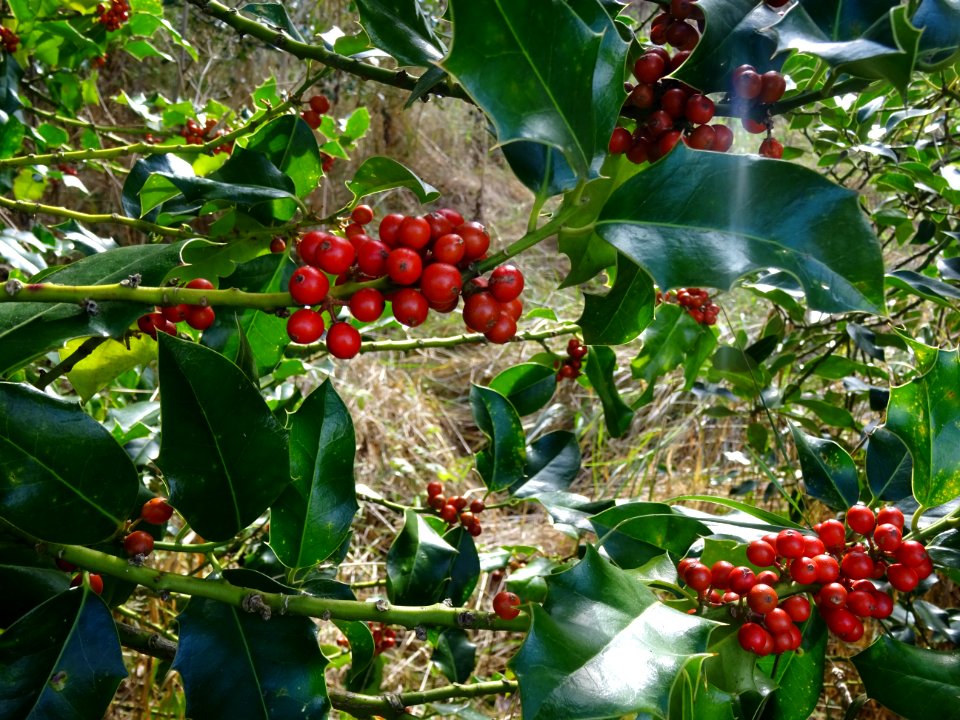 Houx, Ilex aquifolium, Aquifoliacées, Arboretum de Chèvrel… 