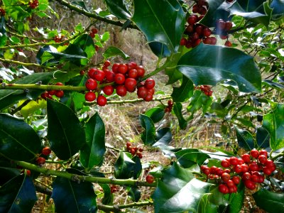 Houx, Ilex aquifolium, Aquifoliacées, Arboretum de Chèvrel… 
