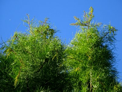 Cyprès chauve des marécages, Taxodium distichum, Taxodiacé… 