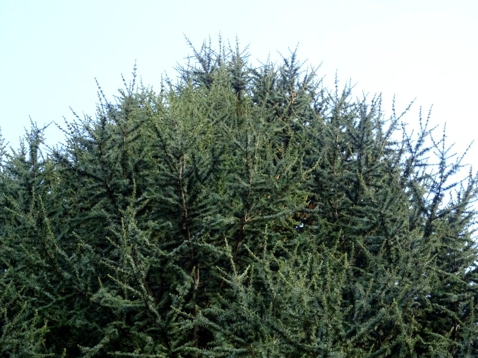 Cèdre de l'Atlas fastigié, Cedrus atlantica 'fastigiata', … 