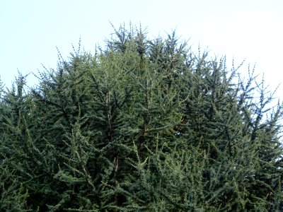 Cèdre de l'Atlas fastigié, Cedrus atlantica 'fastigiata', … 
