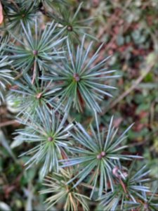 Cèdre de l'Atlas fastigié, Cedrus atlantica 'fastigiata', … 