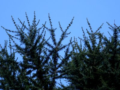 Cèdre de l'Atlas fastigié, Cedrus atlantica 'fastigiata', … 