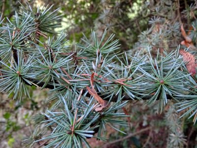 Cèdre de l'Atlas fastigié, Cedrus atlantica 'fastigiata', … 