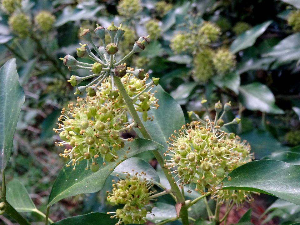 Lierre grimpant, Hedera helix, Araliacées, Arboretum de Ch… 