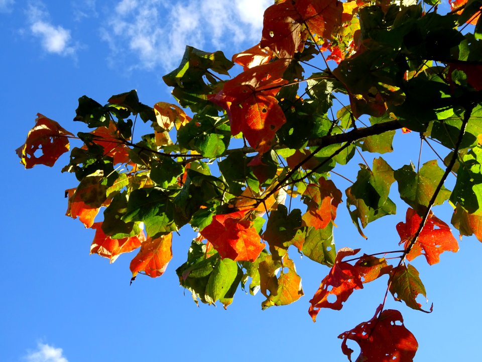 Erable à sucre, Acer saccharum, Sapindacées, Arboretum de … 