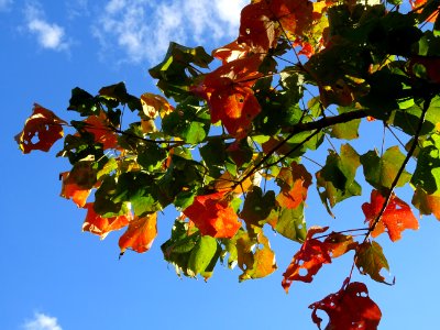 Erable à sucre, Acer saccharum, Sapindacées, Arboretum de … 