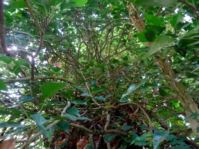 Lierre grimpant, Hedera helix, Araliacées, Arboretum de Ch… 