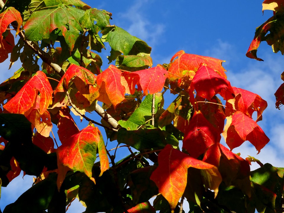 Erable à sucre, Acer saccharum, Sapindacées, Arboretum de … 
