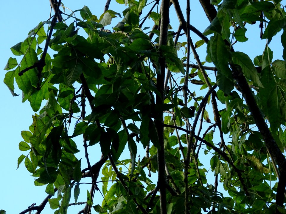 Frêne commun pleureur, Fraxinus excelsior Pendula, Oléacée… 