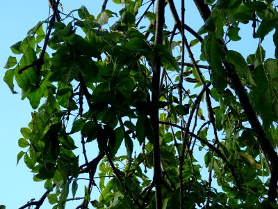 Frêne commun pleureur, Fraxinus excelsior Pendula, Oléacée… 