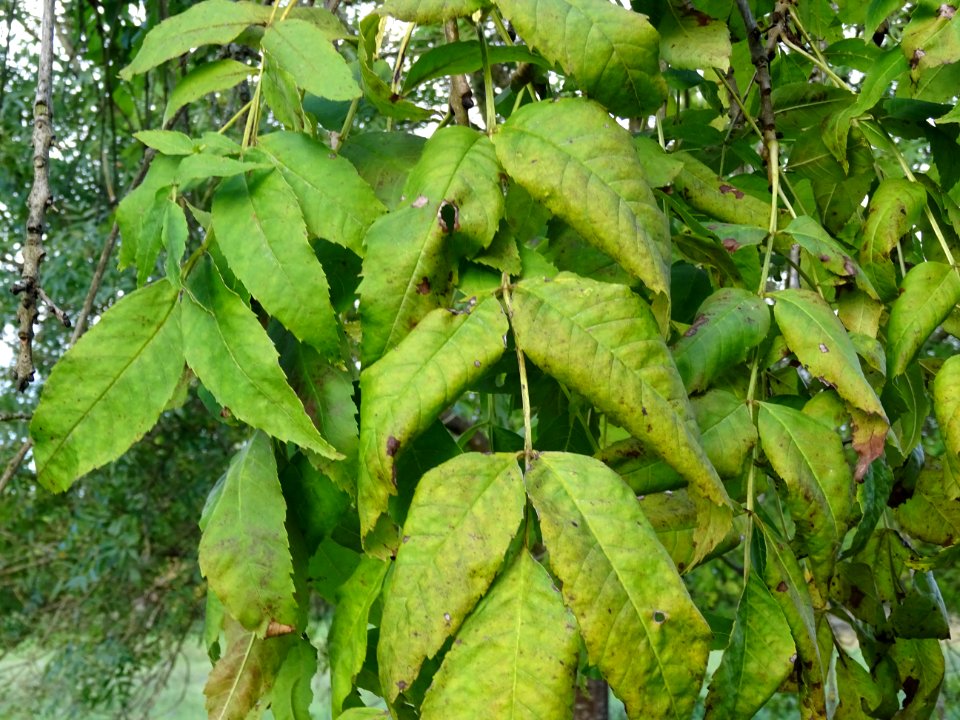Frêne commun pleureur, Fraxinus excelsior Pendula, Oléacée… 