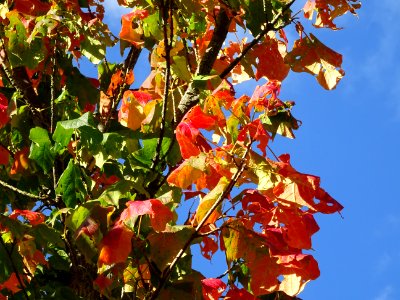 Erable à sucre, Acer saccharum, Sapindacées, Arboretum de … 