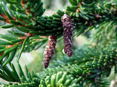Cônes de l' Epicea d'Orient vert-noir, Picea orientalis At… 