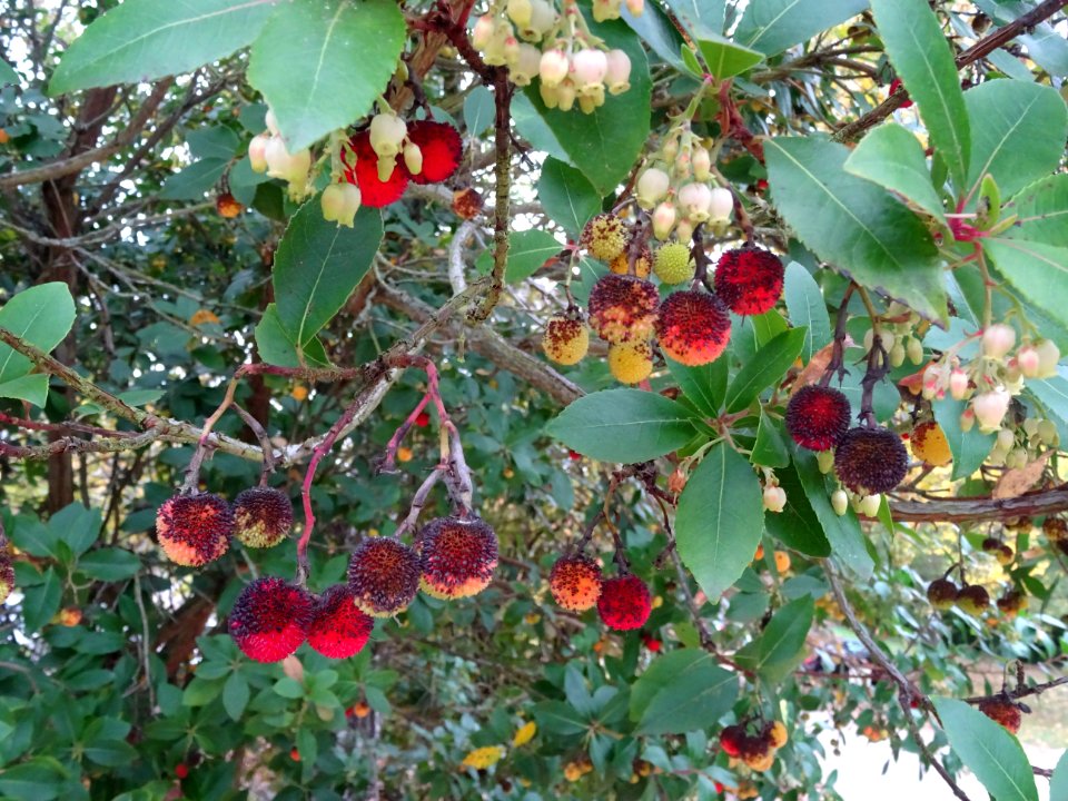 Arbousier hybride, Arbutus * andrachnoides ( A. unedo * A.… 