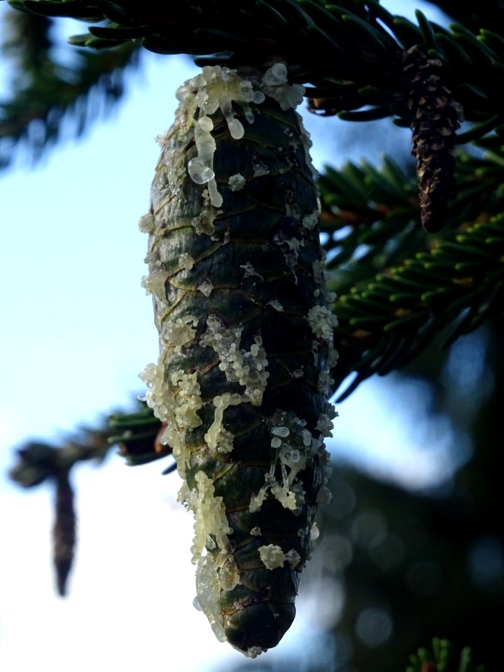 Cône de l' Epicea d'Orient vert-noir, Picea orientalis Atr… 
