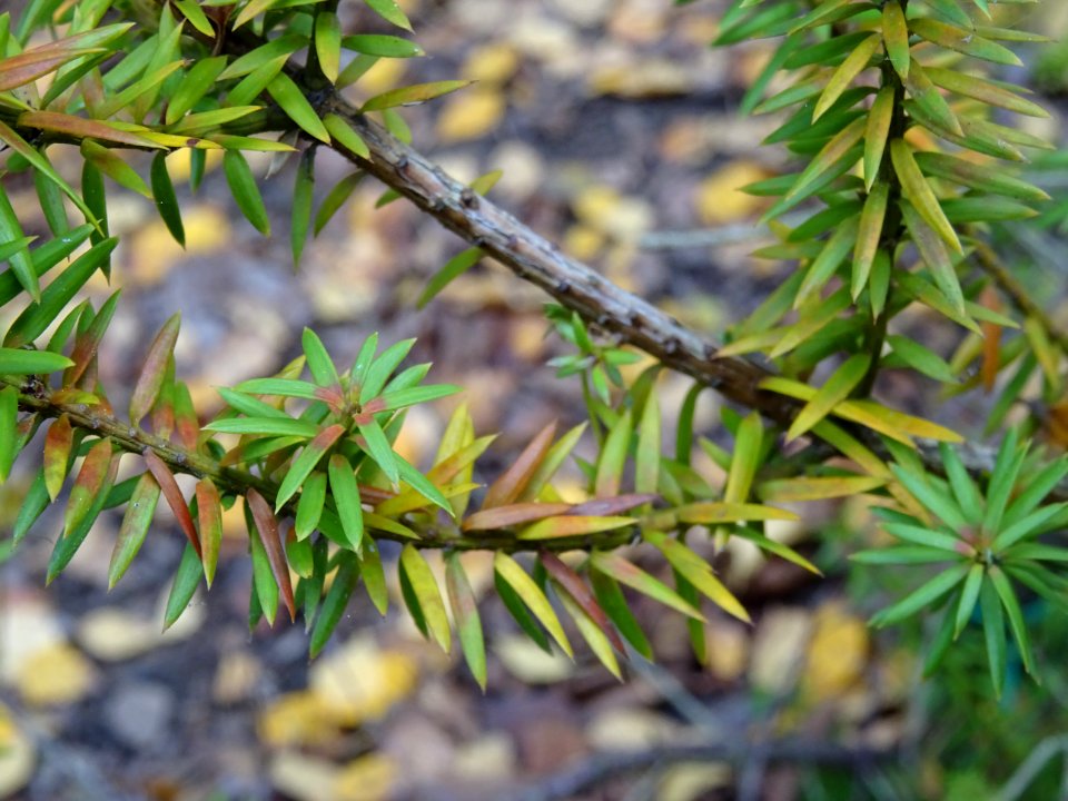Prumnopitys en épis, Prumnopitys spicata, Podocarpacées, A… 