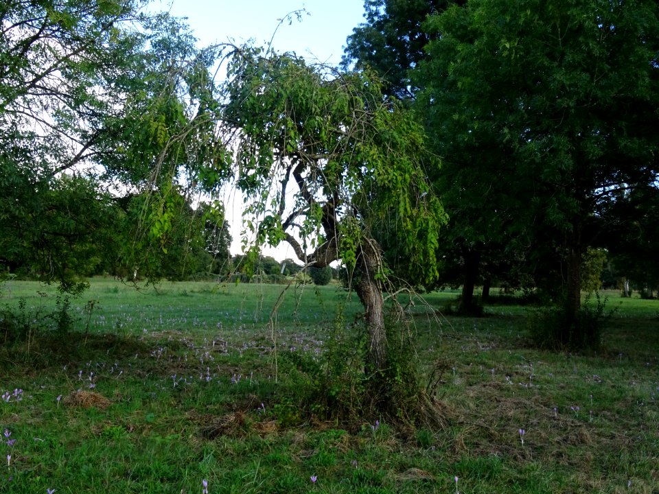 Frêne commun pleureur, Fraxinus excelsior Pendula, Oléacée… 