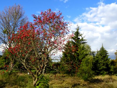 Sorbier barbachii, Sorbus barbachii, Rosacées, Arboretum d… 