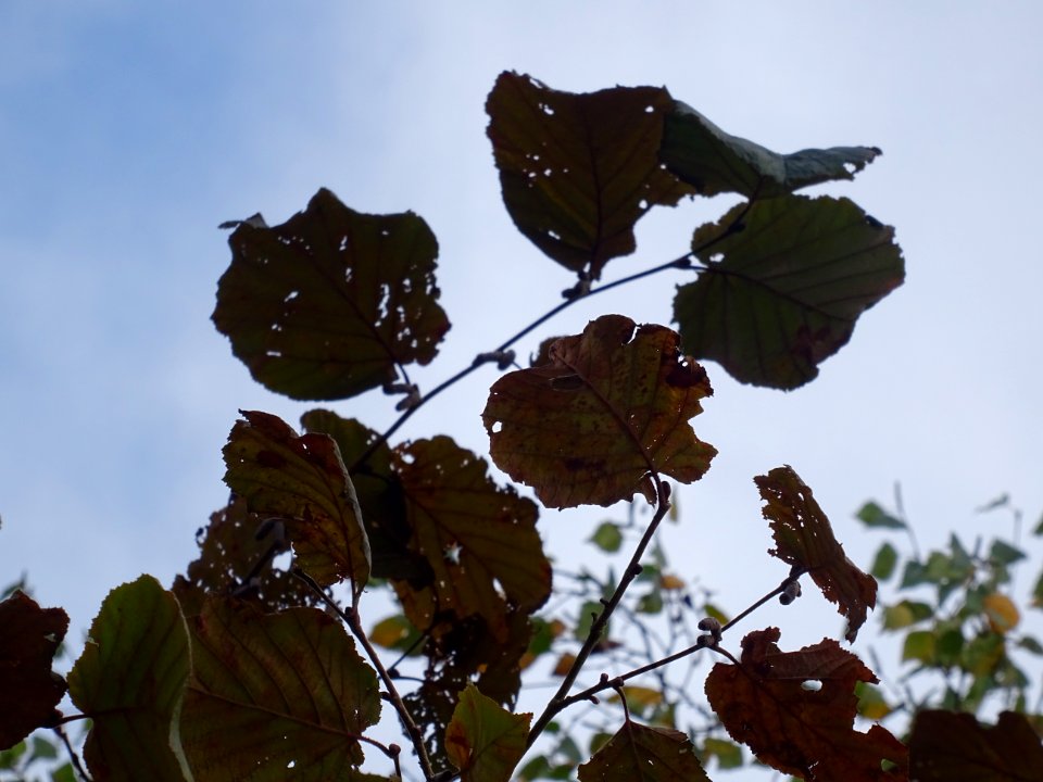 Noisetier pourpre, Corylus maxima 'Purpurea', Betulacées, … 