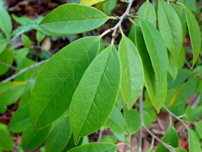Sycopsis de Chine, Sycopsis sinensis, Hamamelidacées, Arbo… 
