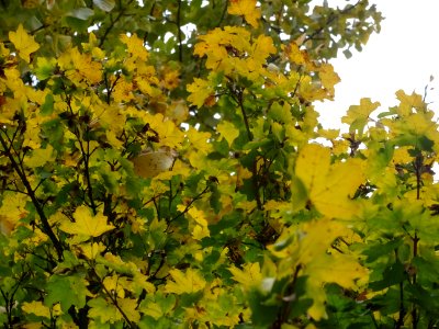 Erable champetre, Acer campestre, Acéracées, Arboretum de … 