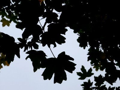 Erable champetre, Acer campestre, Acéracées, Arboretum de … 