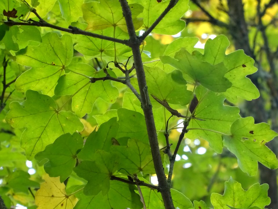Erable champetre, Acer campestre, Acéracées, Arboretum de … 