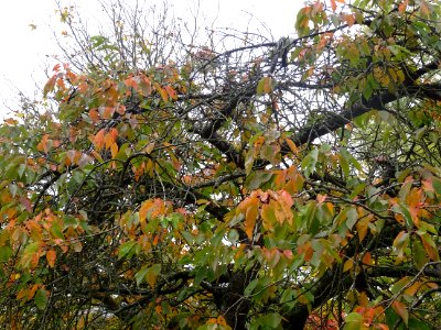 Cerisier à fleurs du Japon, Prunus serrulata 'Shirofugen',… 