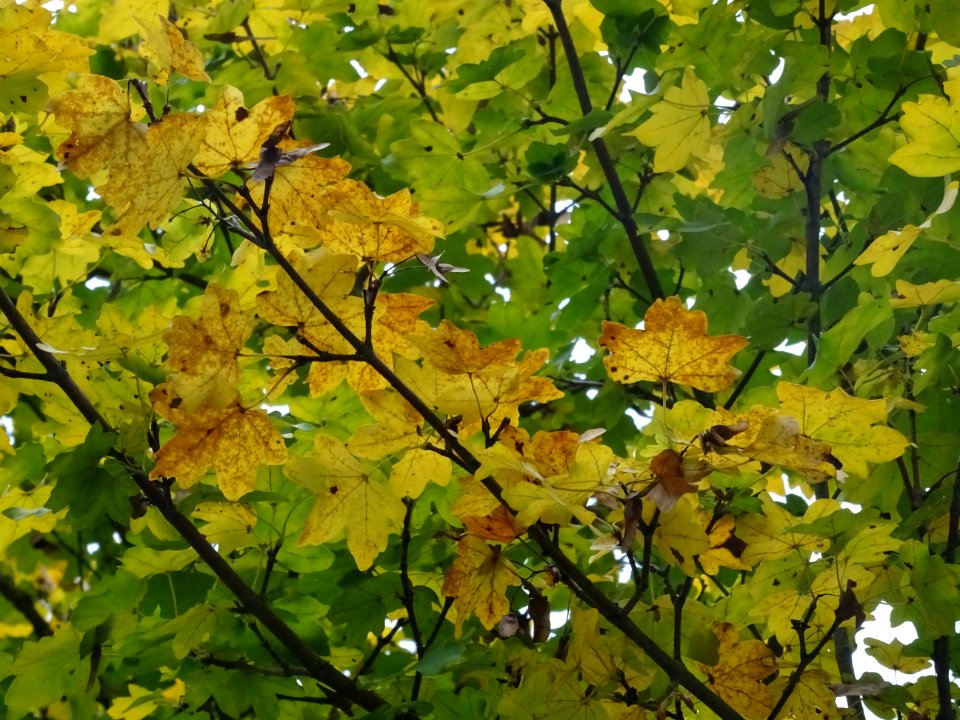Erable champetre, Acer campestre, Acéracées, Arboretum de … 